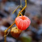 Physalis