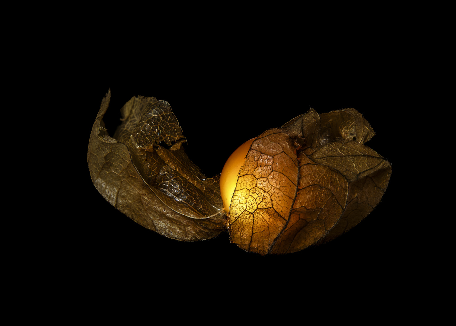 Physalis