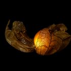 Physalis