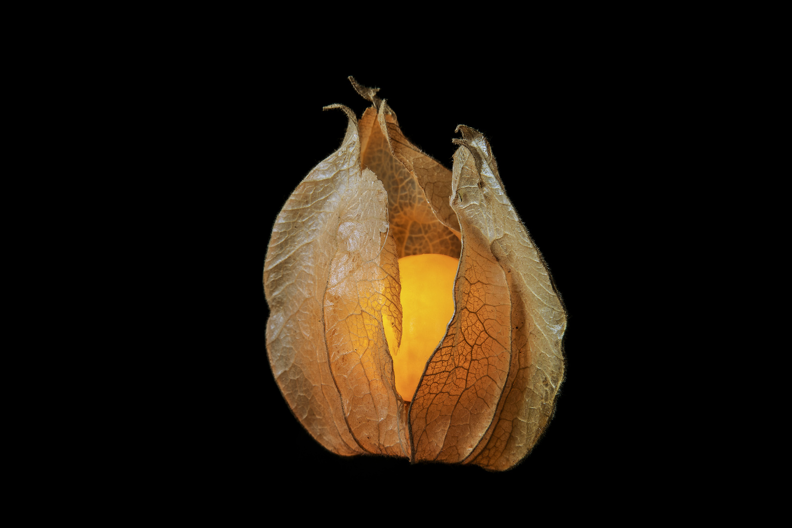 Physalis