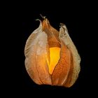 Physalis