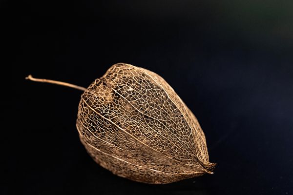 Physalis