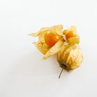 Physalis