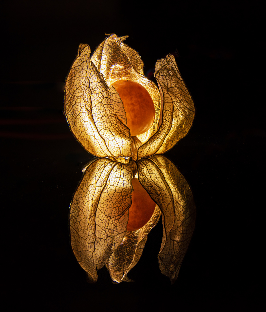 Physalis