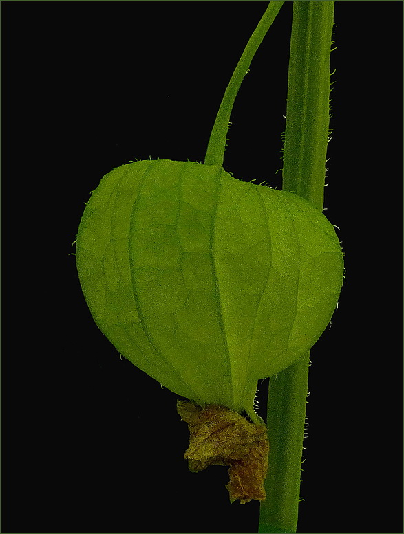 Physalis