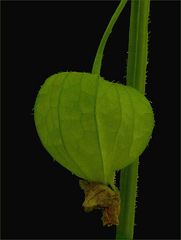 Physalis