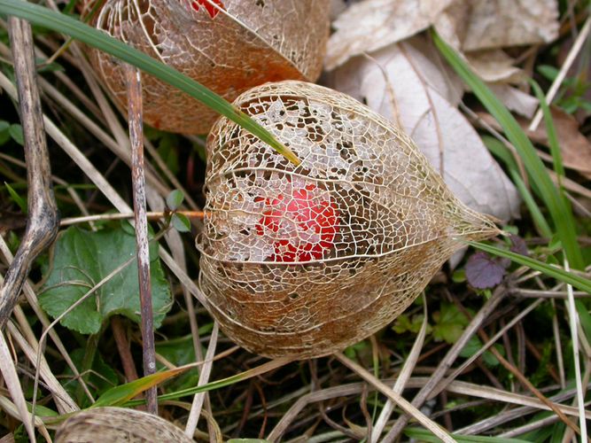 Physalis