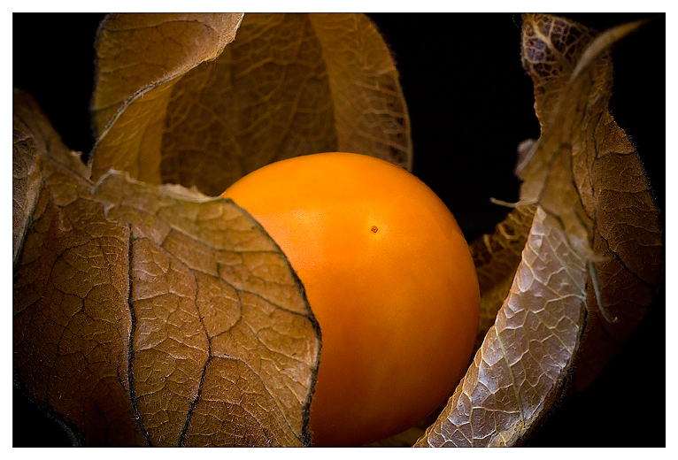 Physalis