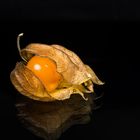 Physalis 7