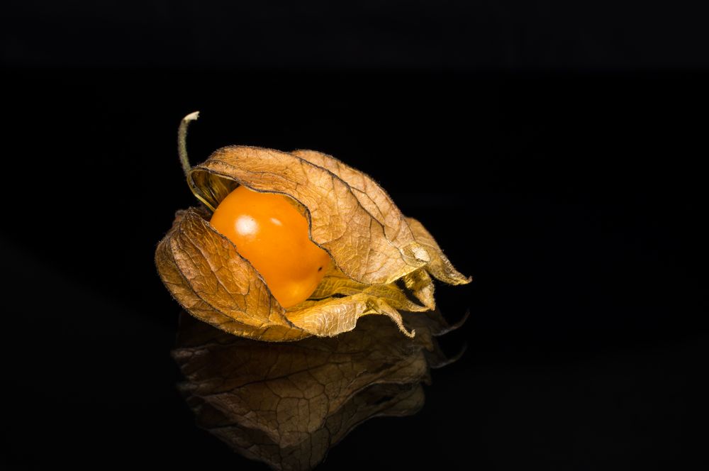 Physalis 7