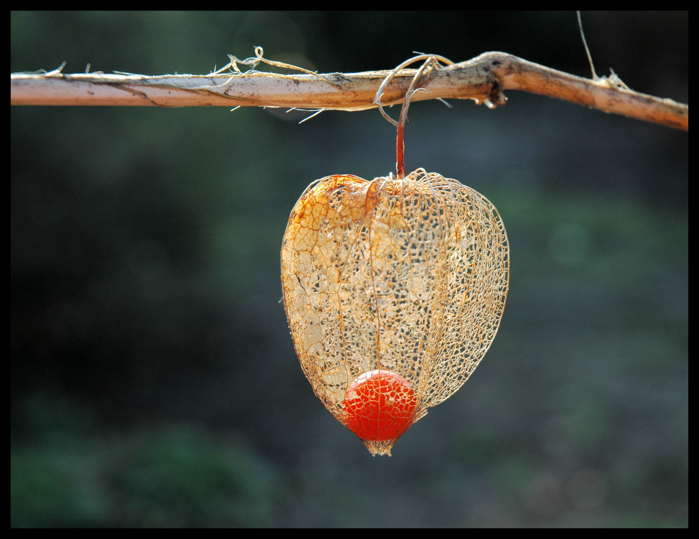 Physalis