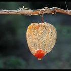 Physalis