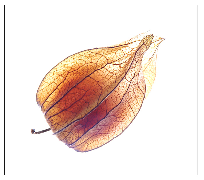 Physalis