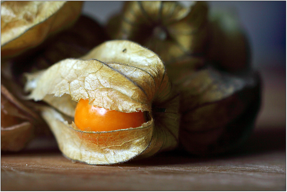 Physalis