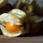 Physalis