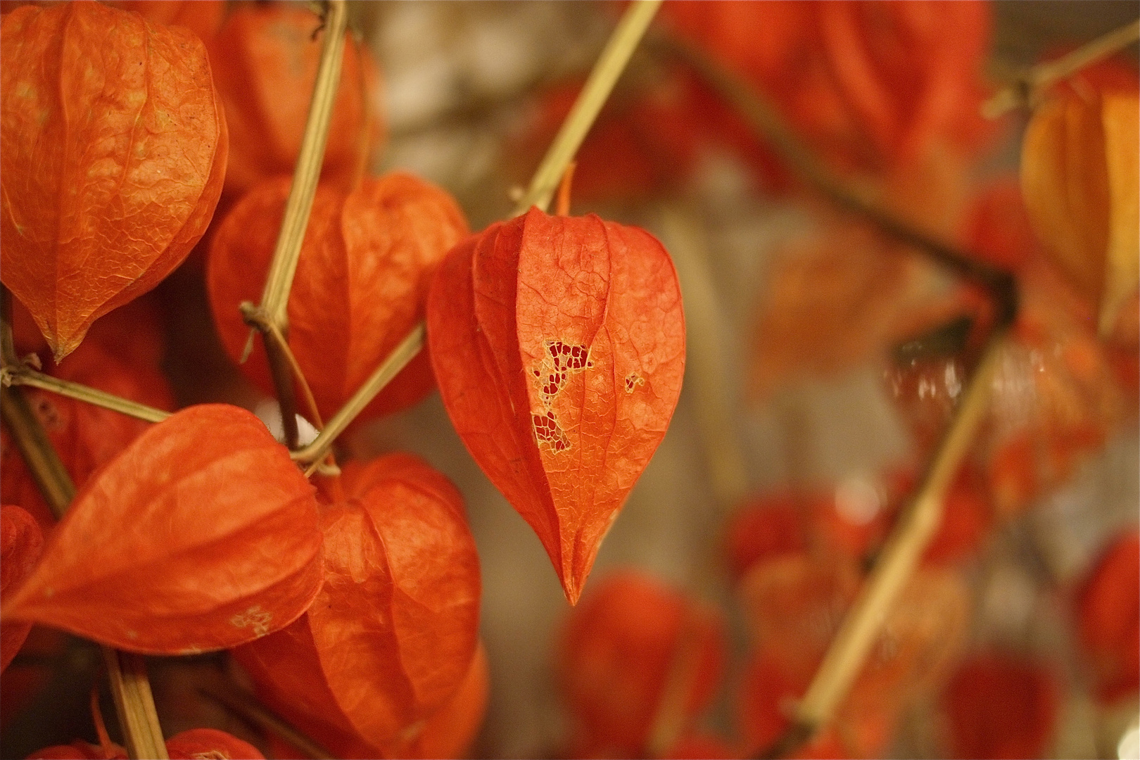 Physalis