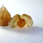 Physalis