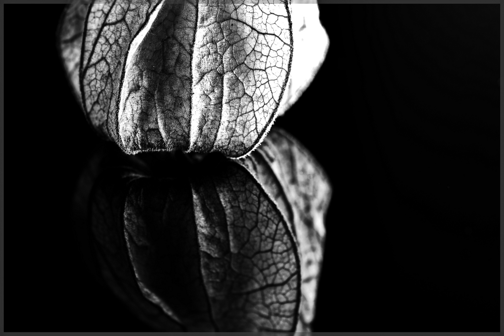 Physalis