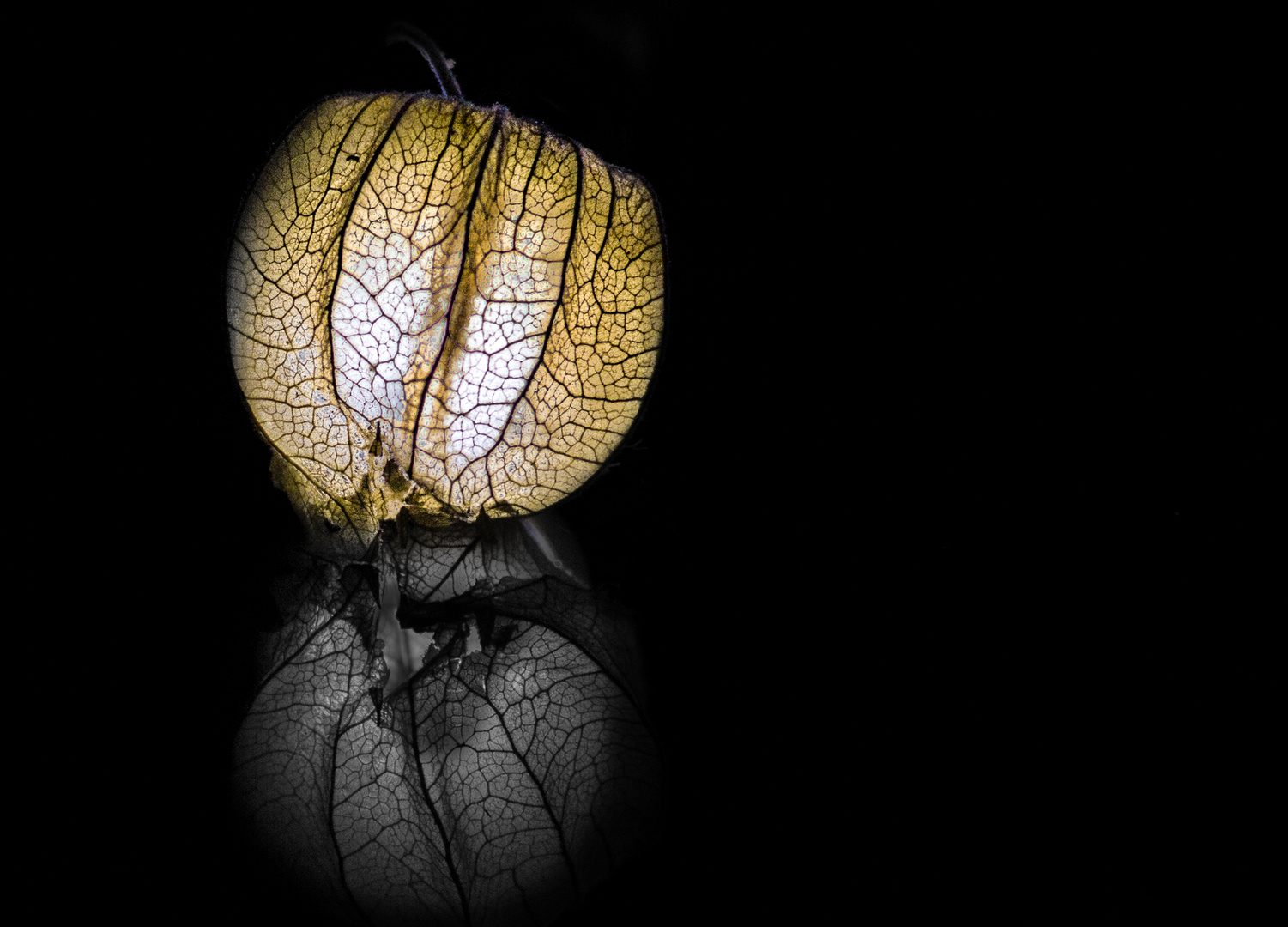 Physalis