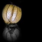 Physalis