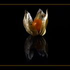 Physalis