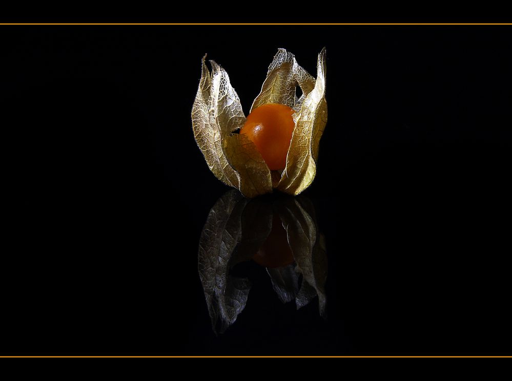 Physalis