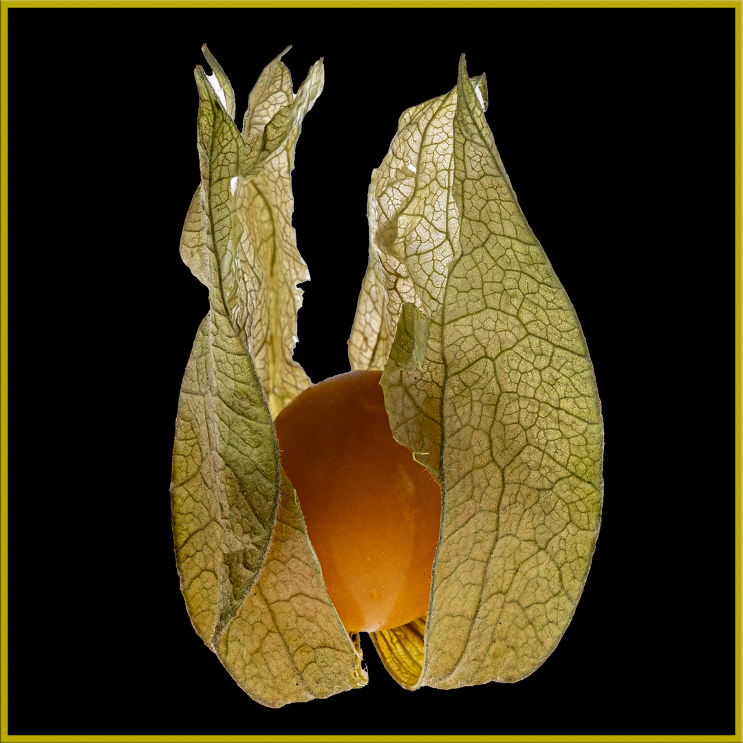 Physalis