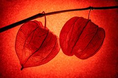 Physalis