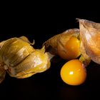 Physalis