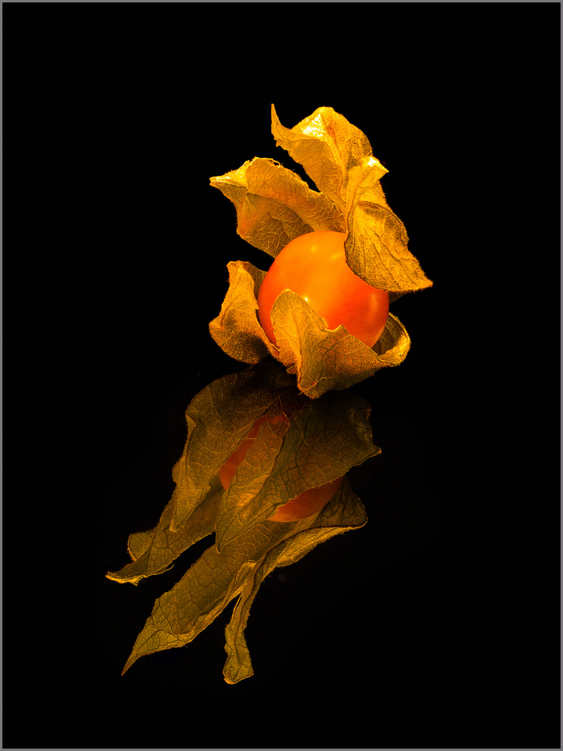 Physalis