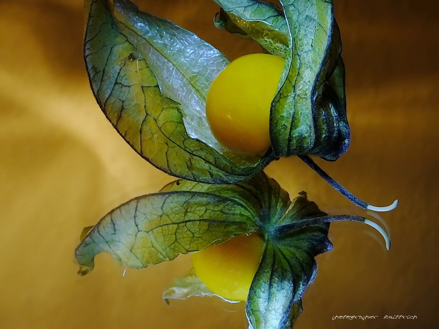 Physalis