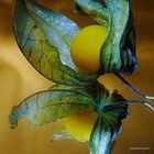 Physalis