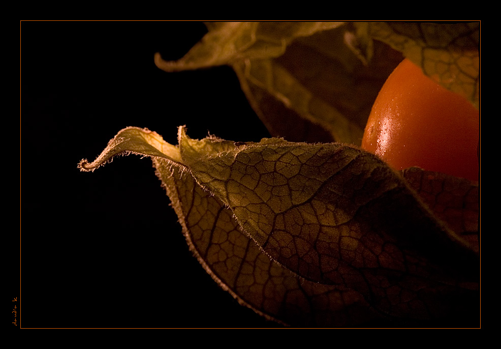 ~pHySaLiS~