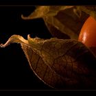 ~pHySaLiS~