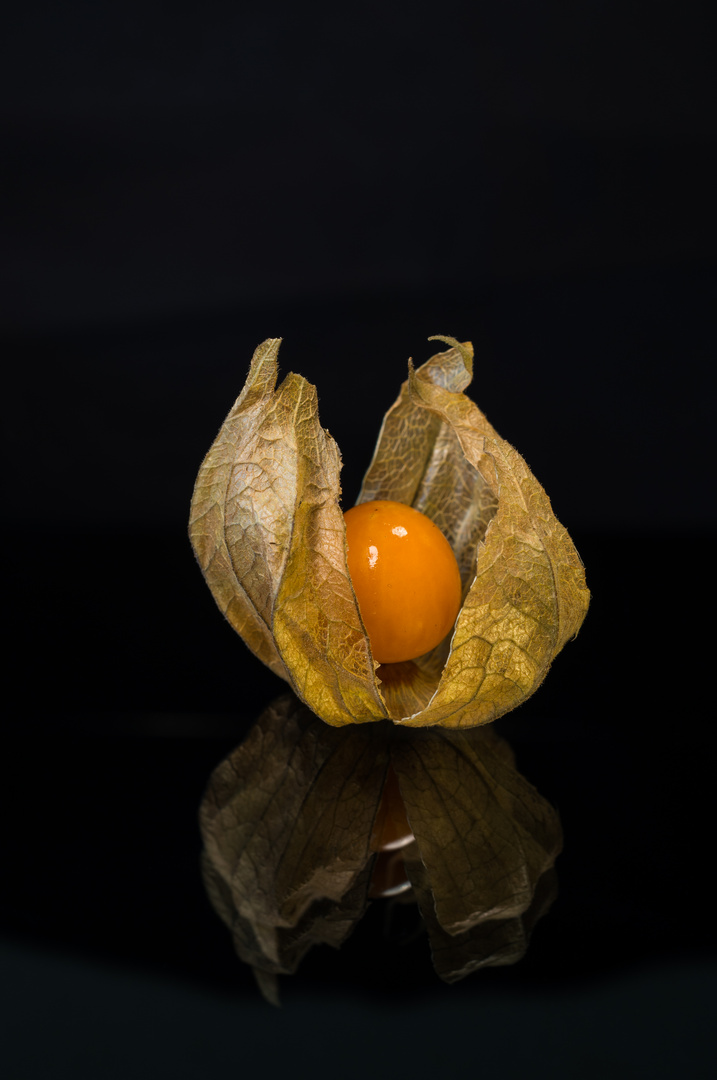 Physalis 8