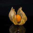 Physalis 8