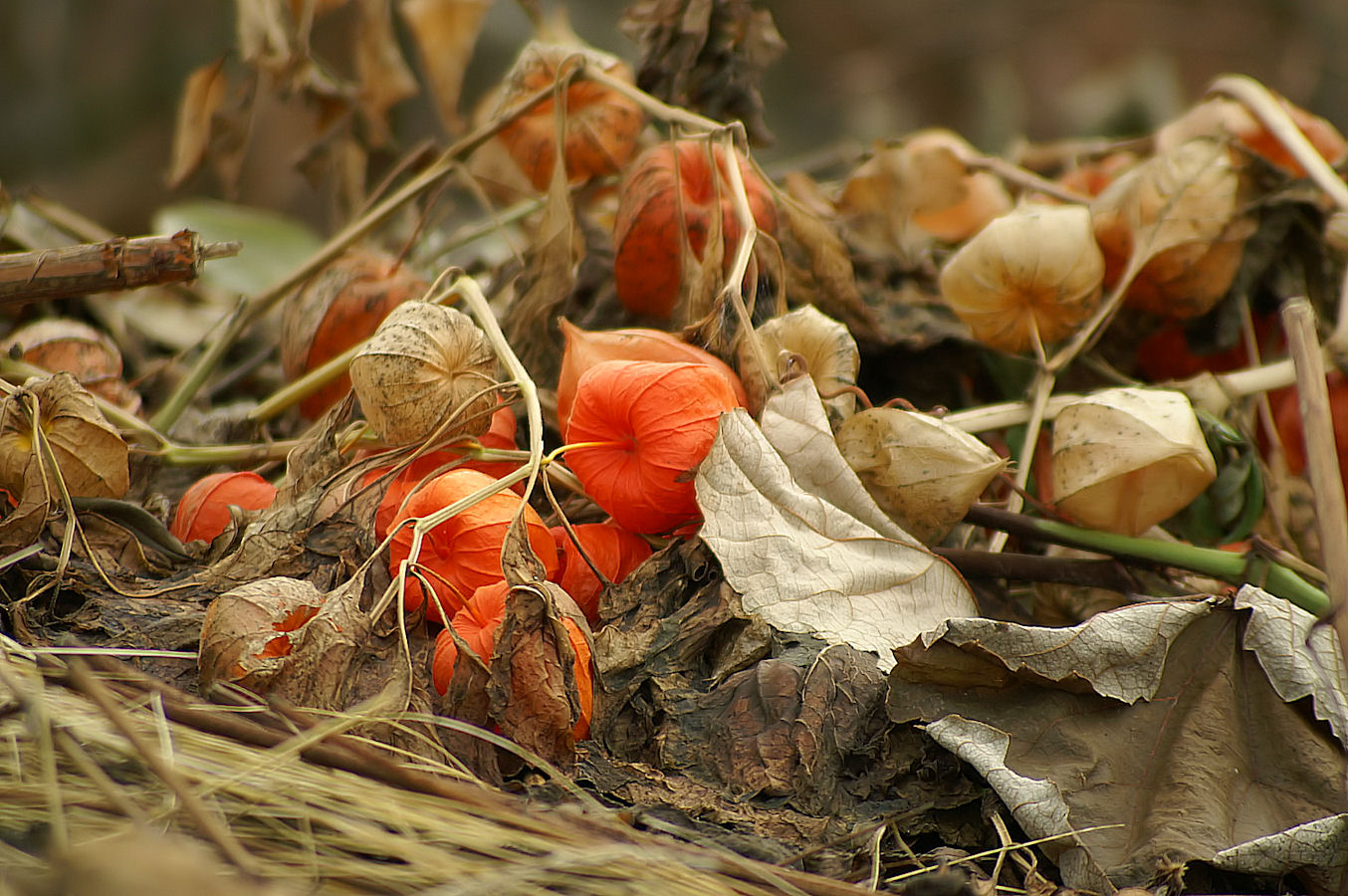 Physalis