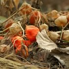 Physalis