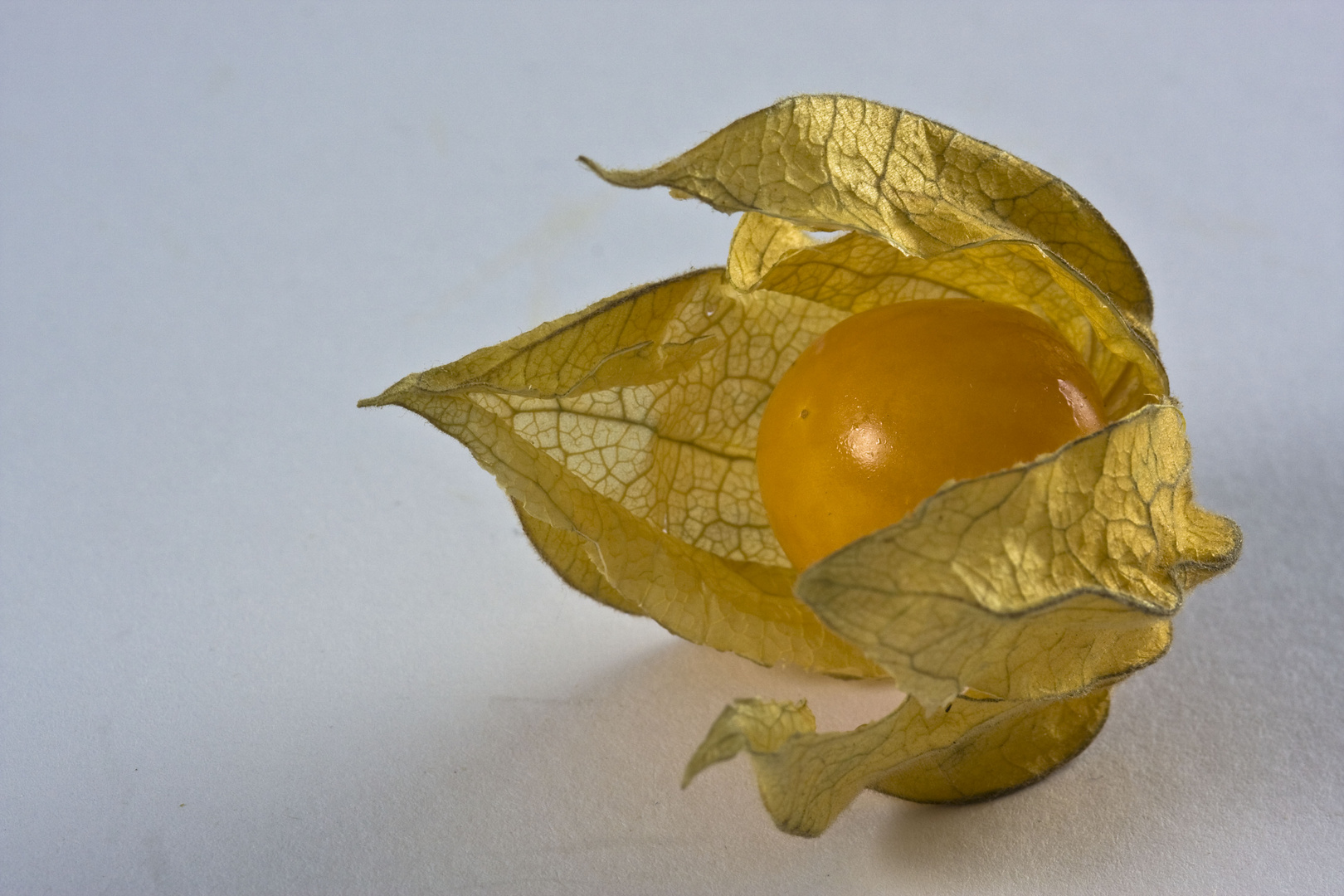 Physalis