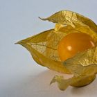 Physalis