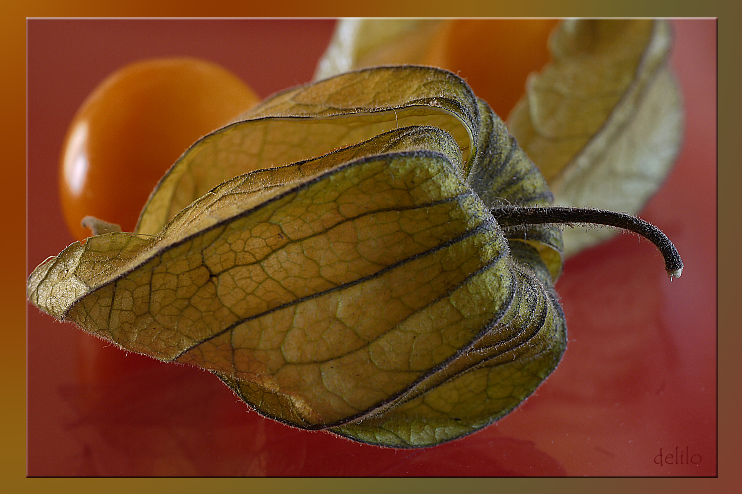 Physalis