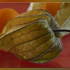 Physalis