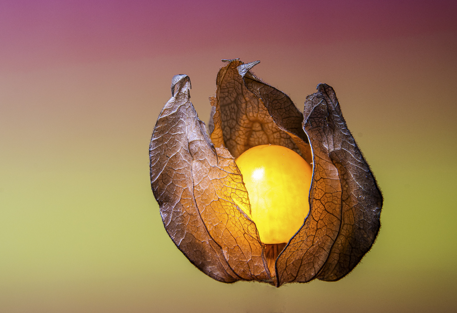 Physalis