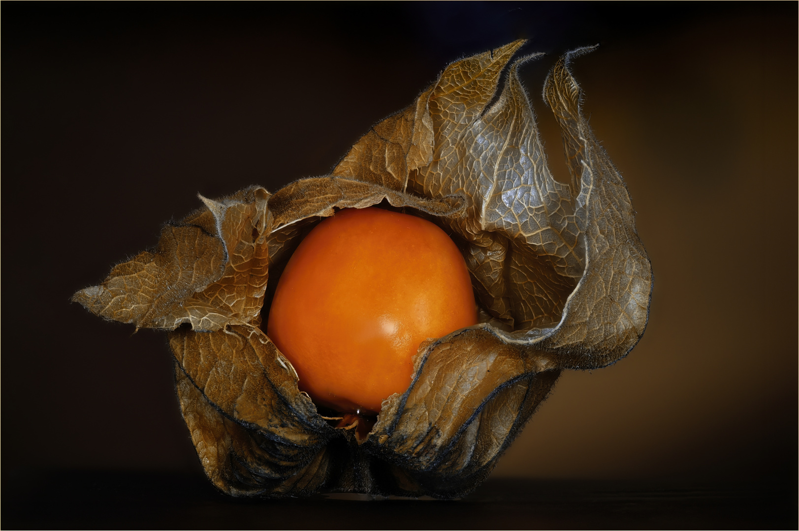 Physalis