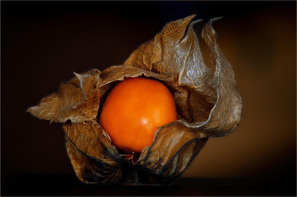 Physalis