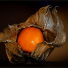 Physalis