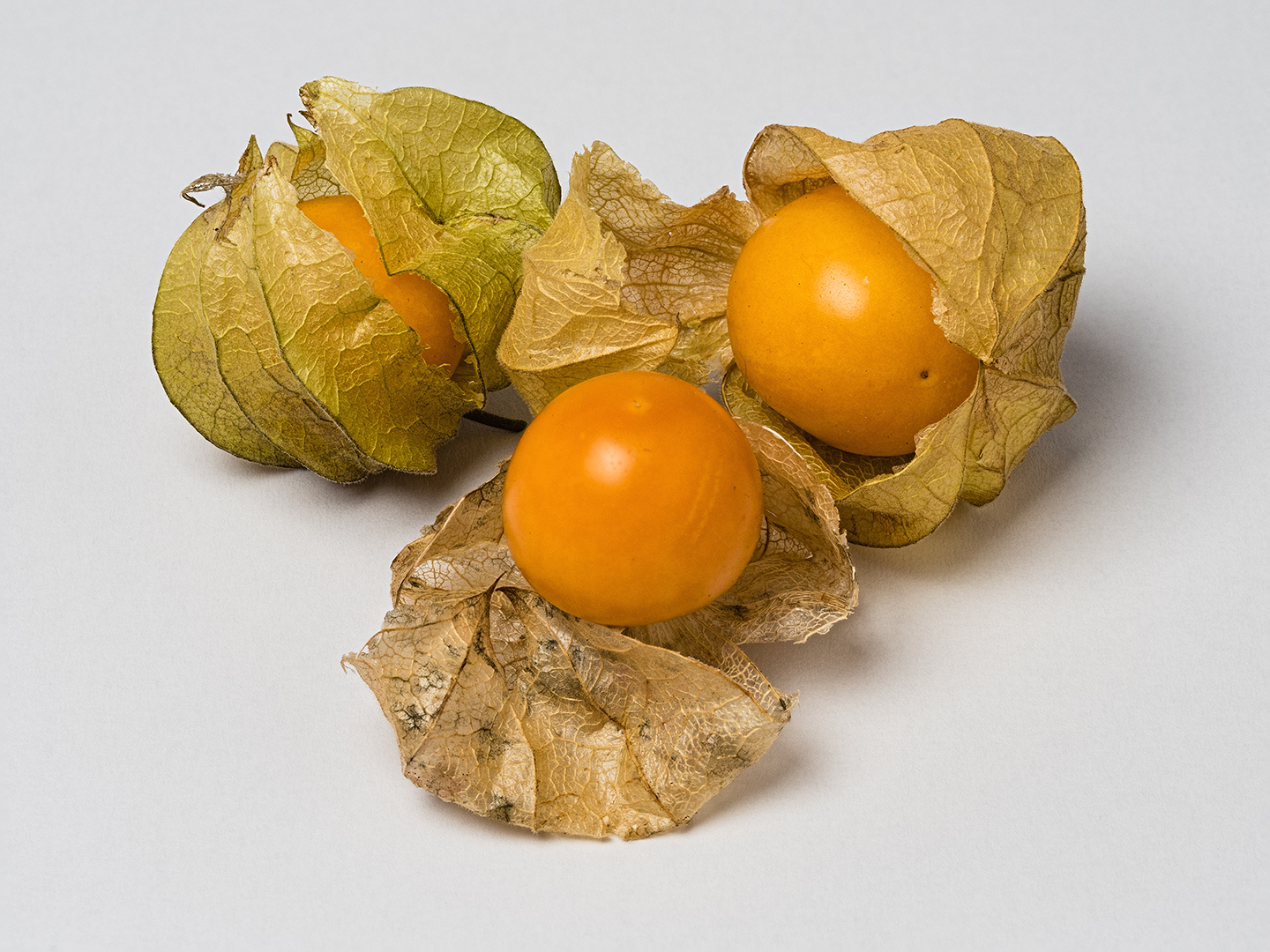 Physalis