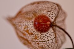 Physalis