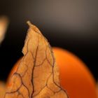 Physalis