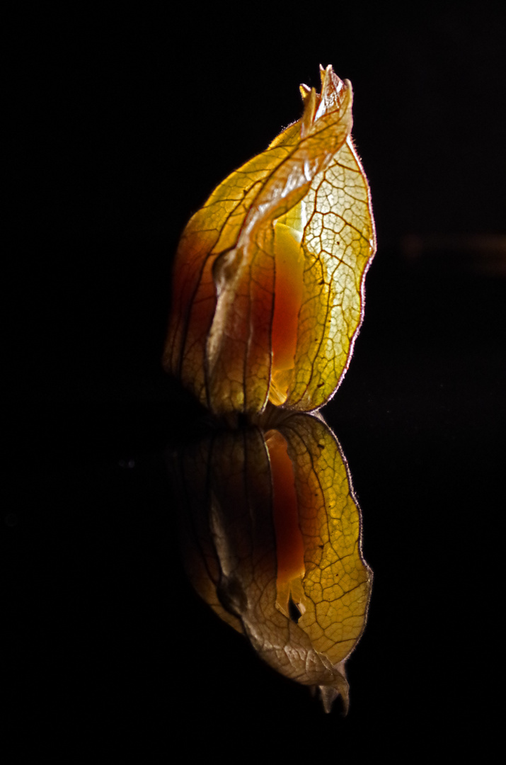 Physalis